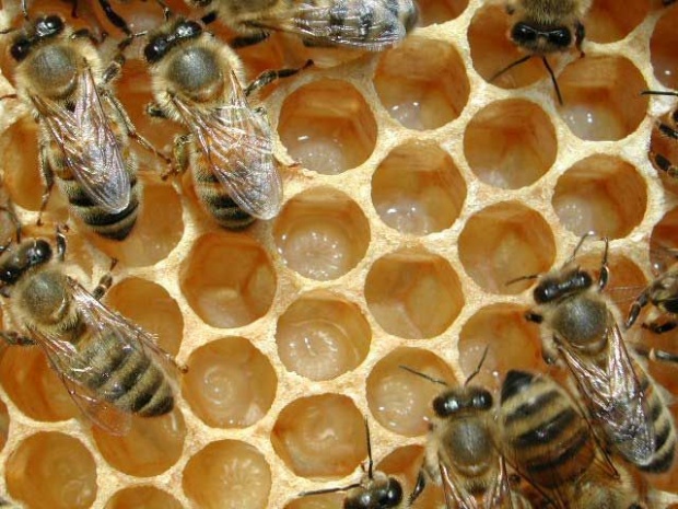 Български производители продават болни пчелни семейства