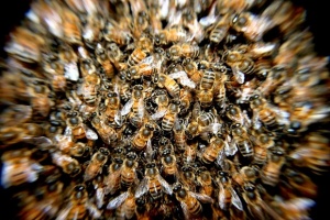 Заповядайте в Музея на пчелата в столицата