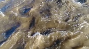 Наводнения връхлетяха югоизточните американски щати