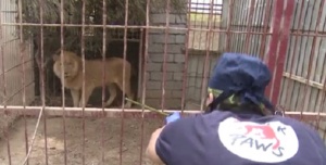 Спасиха последните оцелелите животни от зоопарка в Мосул