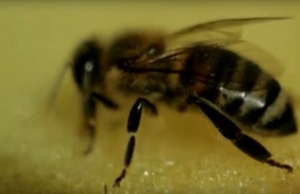 Вандали тарашиха пчелина на старец в Бургаско