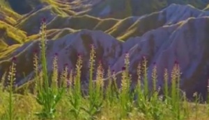 В Калифорния се радват на "суперцъфтеж"