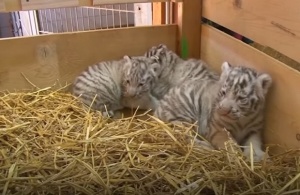 За първи път гостите на австрийския зоопарк видяха новородени бели тиръгчета