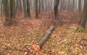 Отстраняват опасните дървета от "Шуменското плато"
