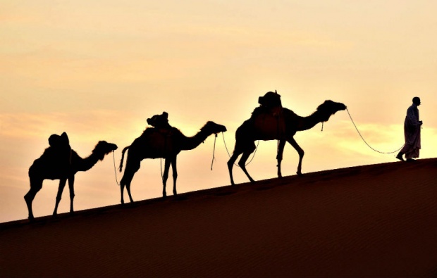 Рекорден награден фонд на тазгодишния фестивал на камилите в Саудитска Арабия