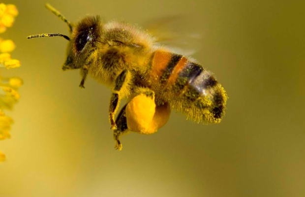 Пчелите виждат много по-добре, отколкото смятаха учените