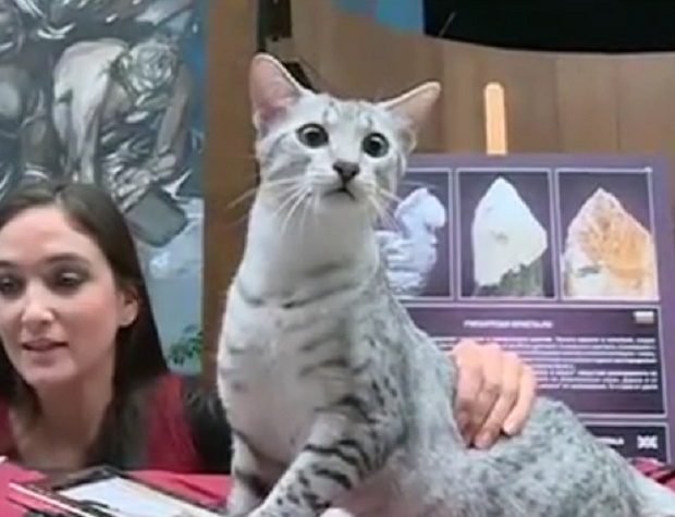 Избират най-красивите котки в музей „Земята и хората”