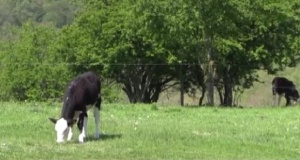 Ограда с ток около цяло село