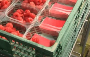 Притеснение на Острова: Малките фирми може да фалират заради Брекзит