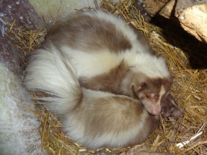 Шоколадови скунксове в зоопарка във Варна