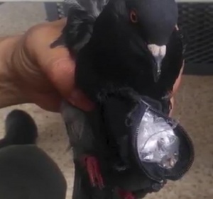 Хванаха гълъб с раница с наркотици в Кувейт