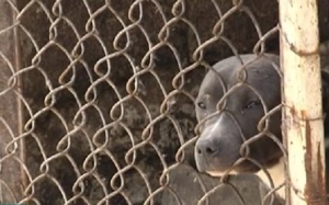 Над 6000 души са подкрепили петиция за затвор за собственика на кучешкия концлагер