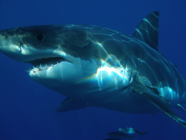 Смут в Калифорния заради бели акули