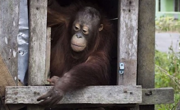 Спасиха орангутан, прекарал 2 години затворен в кутия
