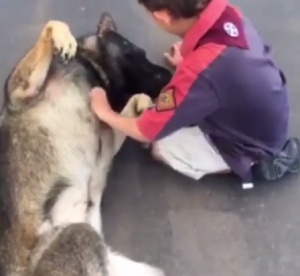 Най-милото полицейско куче остана без работа