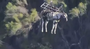 Зрелищна спасителна операция на кон