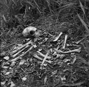 Намериха човешки кости в килим до блок в Перник