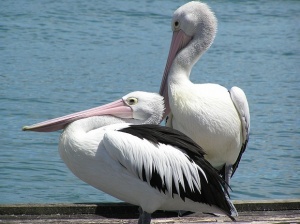 Парк "Персина" се радва на първите пеликанчета