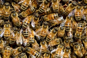 20 000 пчели блокираха входа на сграда в Манхатън (СНИМКИ)