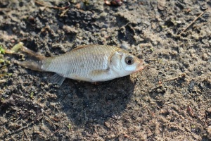 Мъртва риба е открита в община Приморско