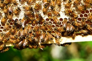 Проливните дъждове оказват ли влияние на добива на мед?