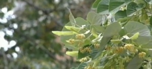 По-висока изкупна цена на липовия цвят