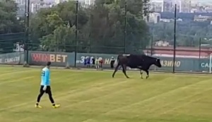 Крава прекъсна контролата на Ботев Пловдив с  АЕЛ (ВИДЕО)