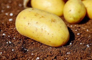 Семейство пенсионери от Кресна се похвали с огромен картоф