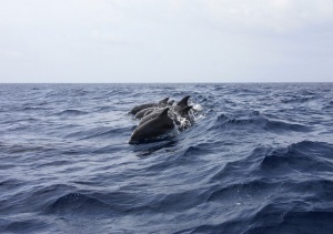 Прокуратурата се самосезира след множество сигнали за мъртви делфини