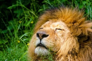 Още три лъва  застреляни в Южна Африка