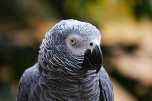 Джари – папагал имитатор (ВИДЕО)
