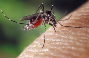 Google помага в борбата срещу комарите