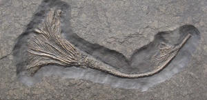 Момче намери фосил на 1,2 млн.години в пустинята в Ню Мексико (ВИДЕО)