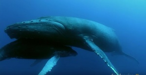 Гърбат кит играе с малкото си /ВИДЕО/