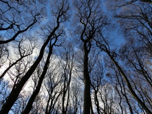 Предстои маркиране и отстраняване на опасните дървета в Борисовата градина