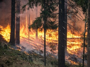 В Гърция бушуват горски пожари