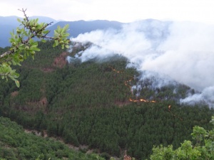 Глоби от 1000 лева за палене на огън в гората