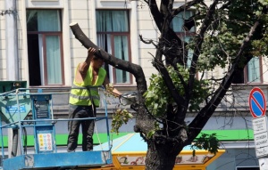 Режат сухи и опасни дървета в столицата