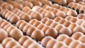 Двама арестувани в Холандия заради скандала със заразените яйца