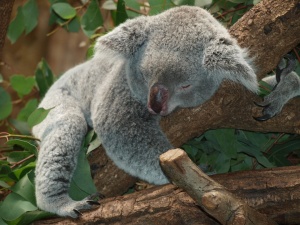 Бяла коала се роди в австралийски зоопарк