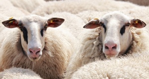 В Полша използват овце за поддържане на зелените площи
