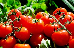 Създадоха нов сорт домати