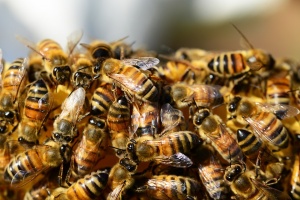 Пчелите могат да помогнат при създаването на нов антибиотик