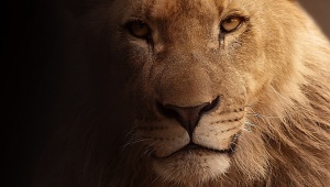 Свободно скитащи се лъвове будят безпокойство в Южна Африка