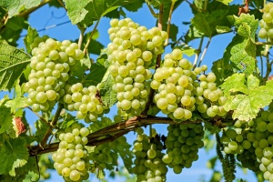 Очаква се добра реколта от гроздобера