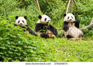Пандата, спасила от изчезване вида си, навърши 26
