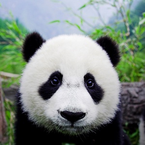 На 37 години почина най - възрастната панда