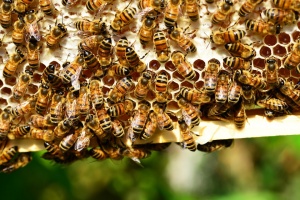 Висока смъртност на пчели