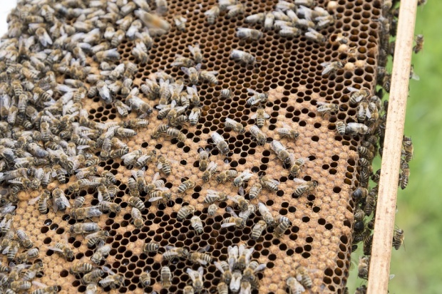 Мечки нападнаха пчелни кошери в село Соколите