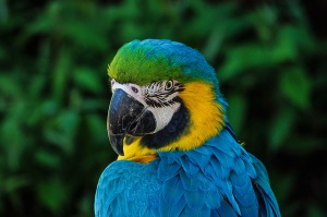 Оцеляването на австралийски папагали е застрашено